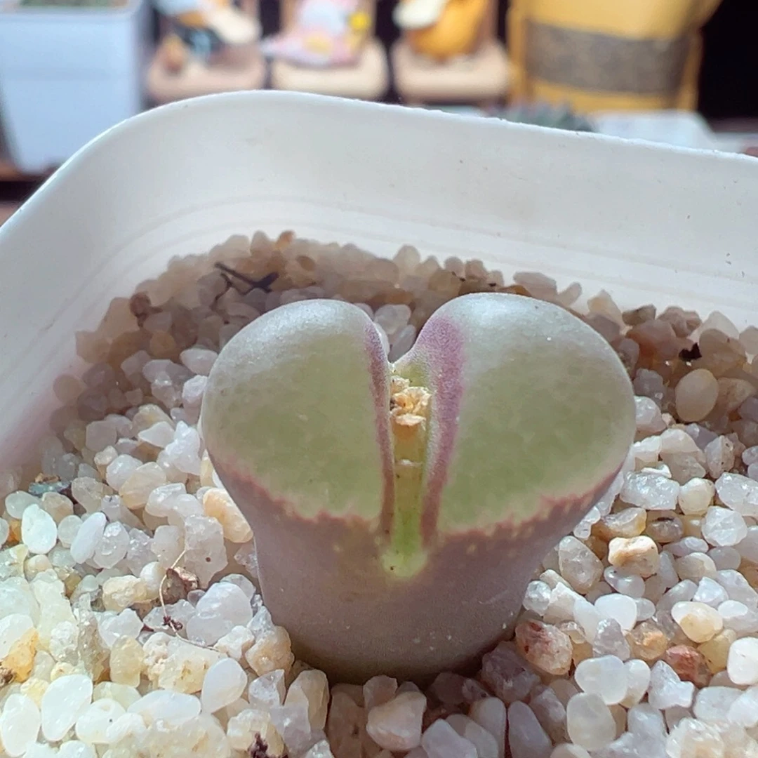 104-584多肉多日多肉