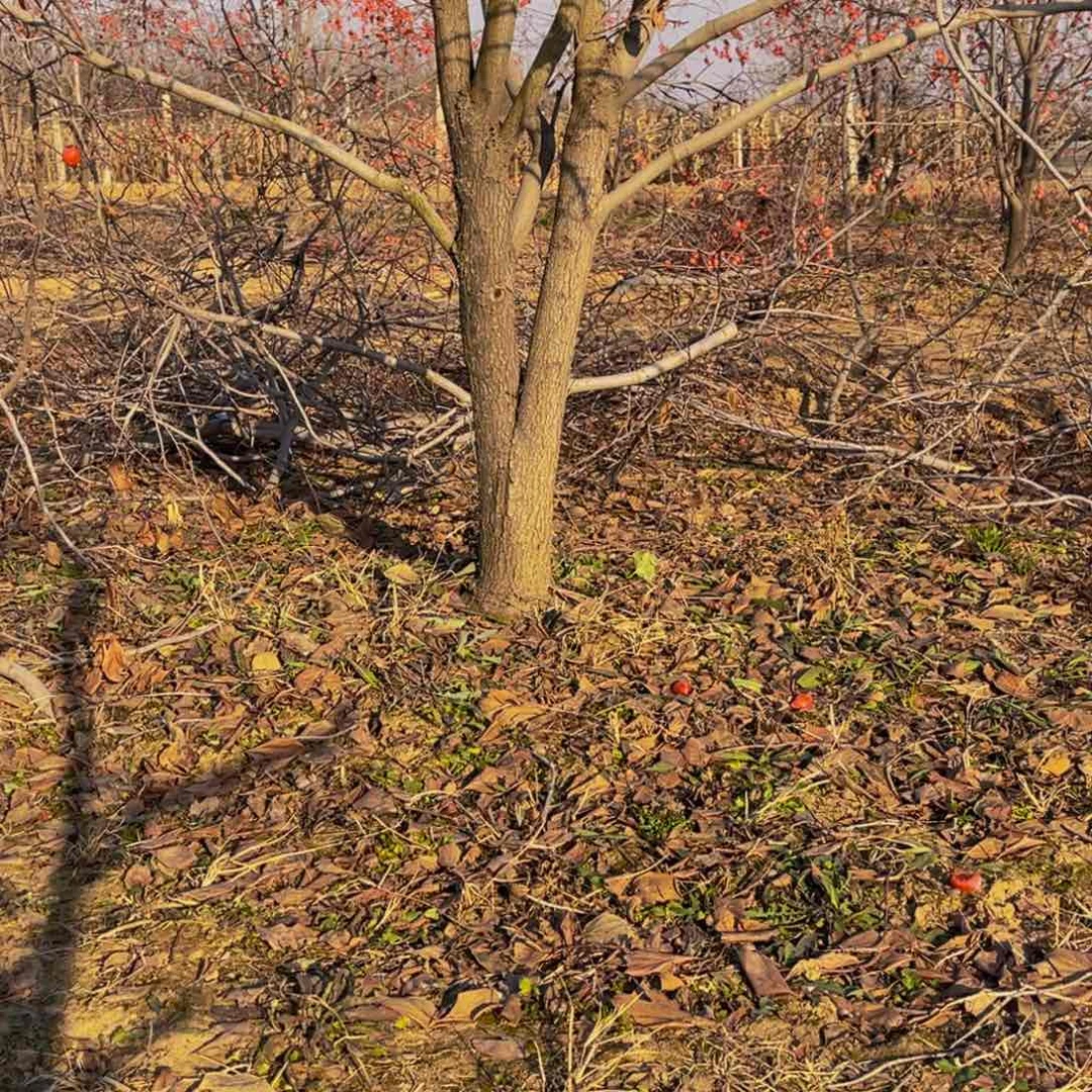 完全开放一物一拍