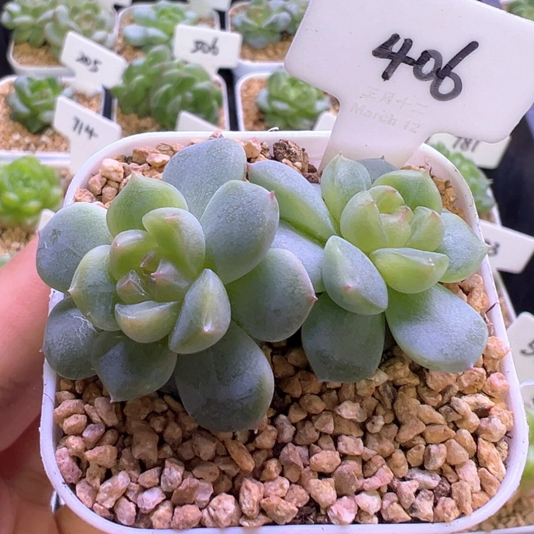 406号绿透心 晗雨多肉