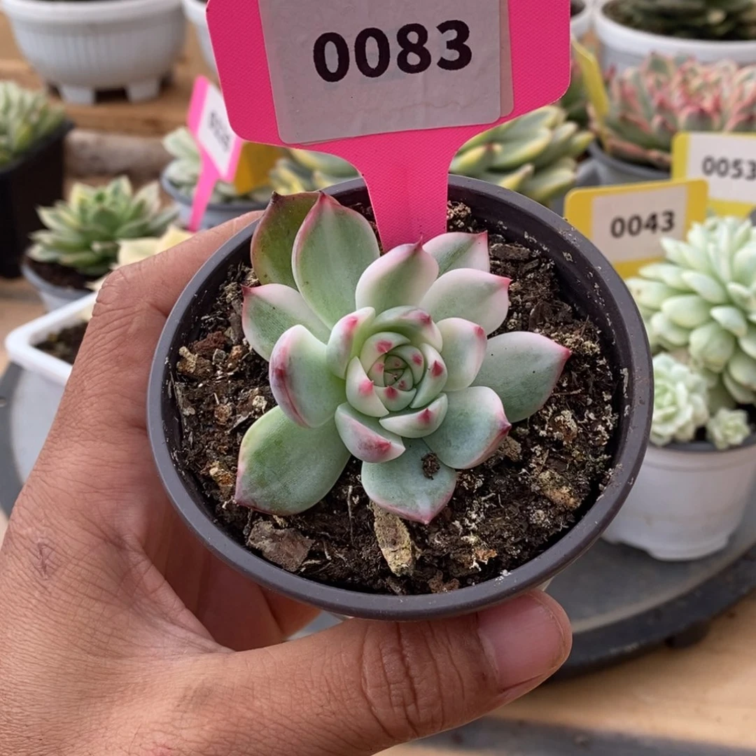 0083吉娃娃哈哈哈