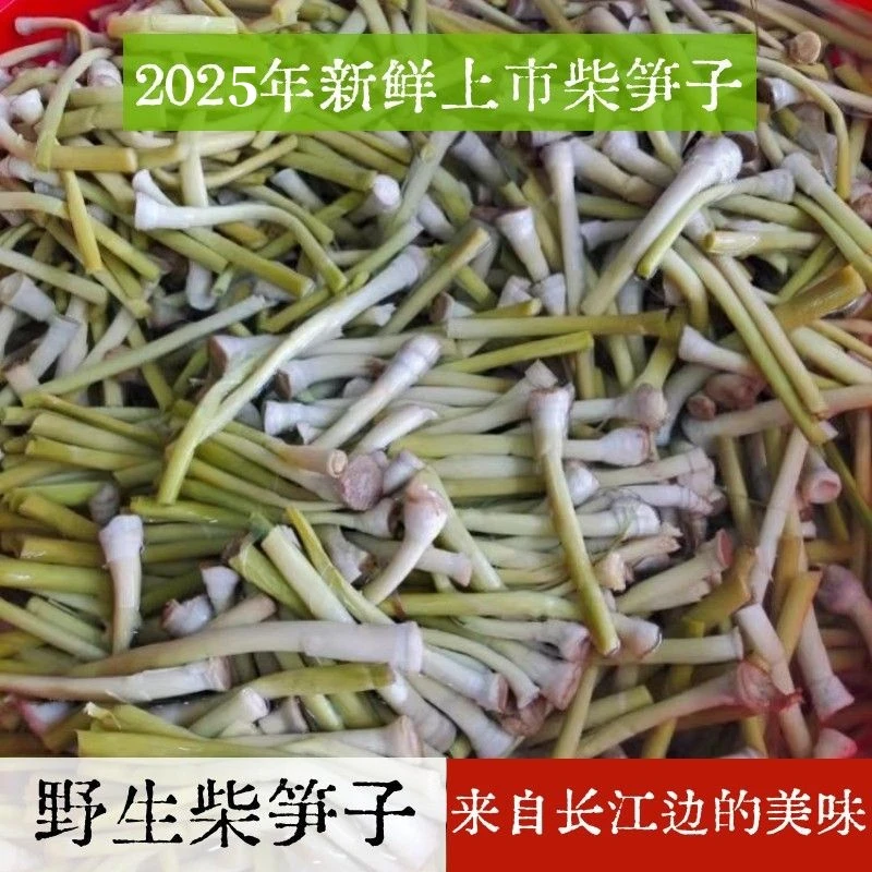 湖北荆州石首监利公安特产菜柴笋子狄笋酒店餐饮食材时令春芦苇笋