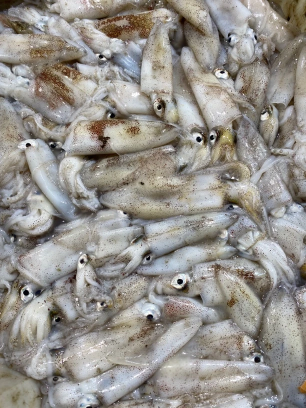 青岛本地大海兔 比管鱼 顺丰快递 青岛发货