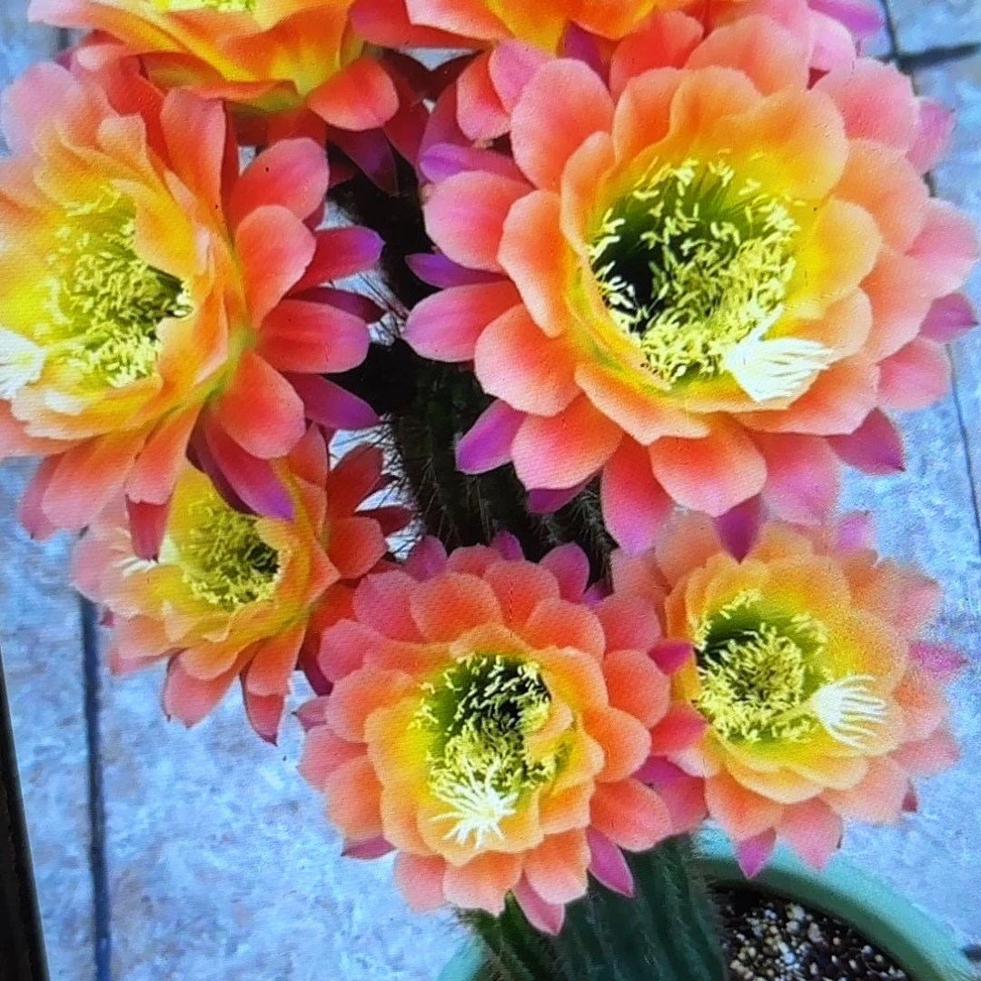 杏光辉毛侧牙20包邮20