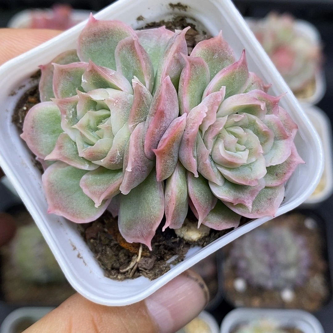 水晶虾饺带运费满30可减5元