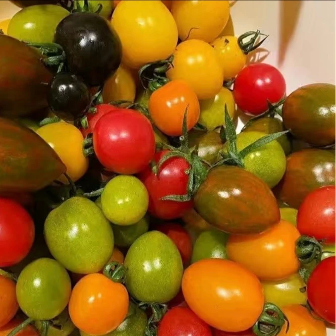 正宗山东寿光多色小番茄组合新鲜采摘水果小番茄即食6色混装