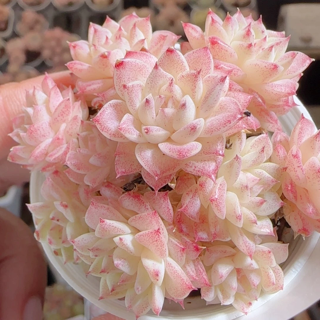 花语多肉0104-64整