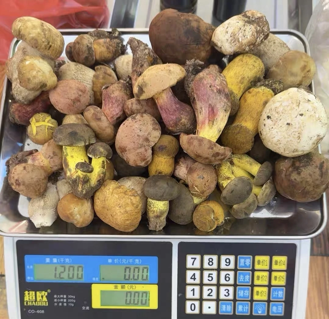 【云南野生菌组合】野生菌火锅煲汤烹饪食材 现采现发 顺丰空运冷链