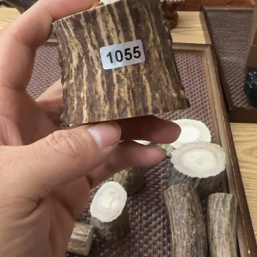 其他鹿骨1055号 鹿角段