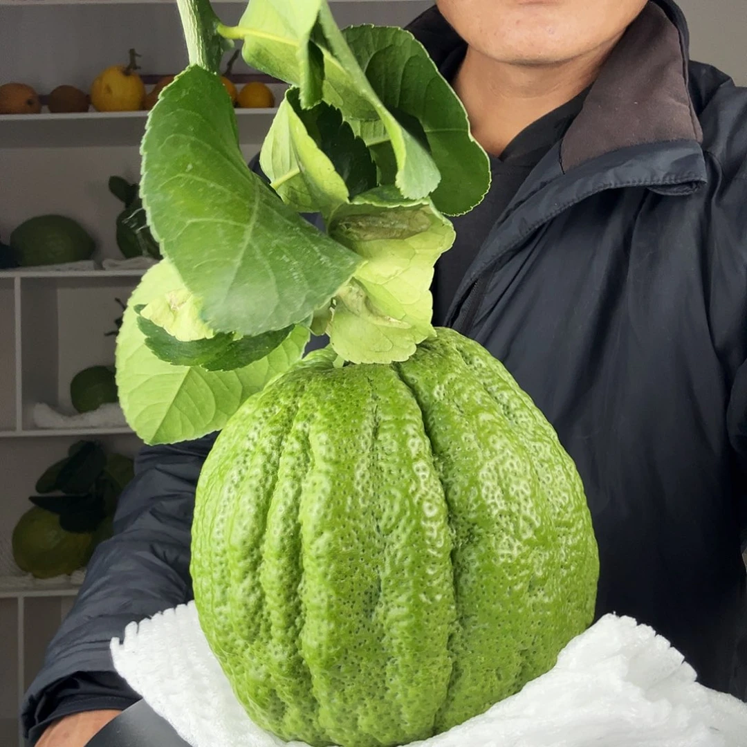 生***意香水柠檬云南高山大香橼