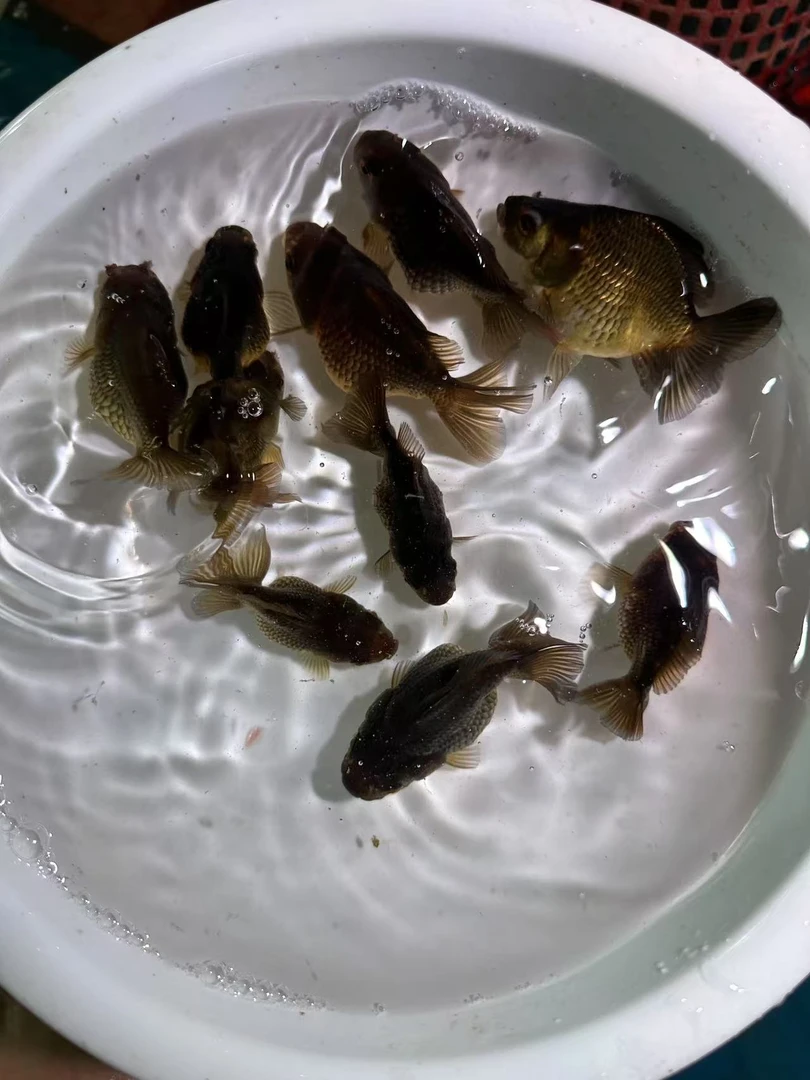 精品玛丽一只尺寸5到8公分