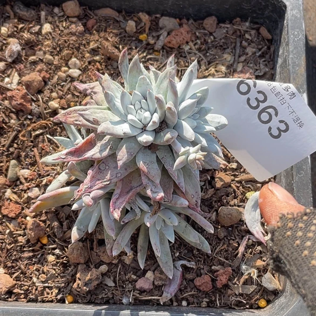 【闪购商品】白雪白雪