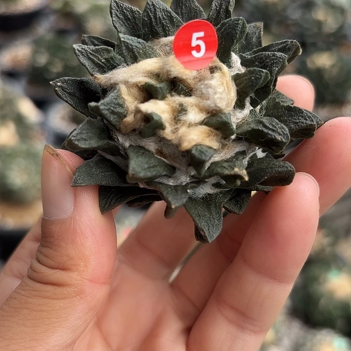 袖蒲苗接落地仙人球5