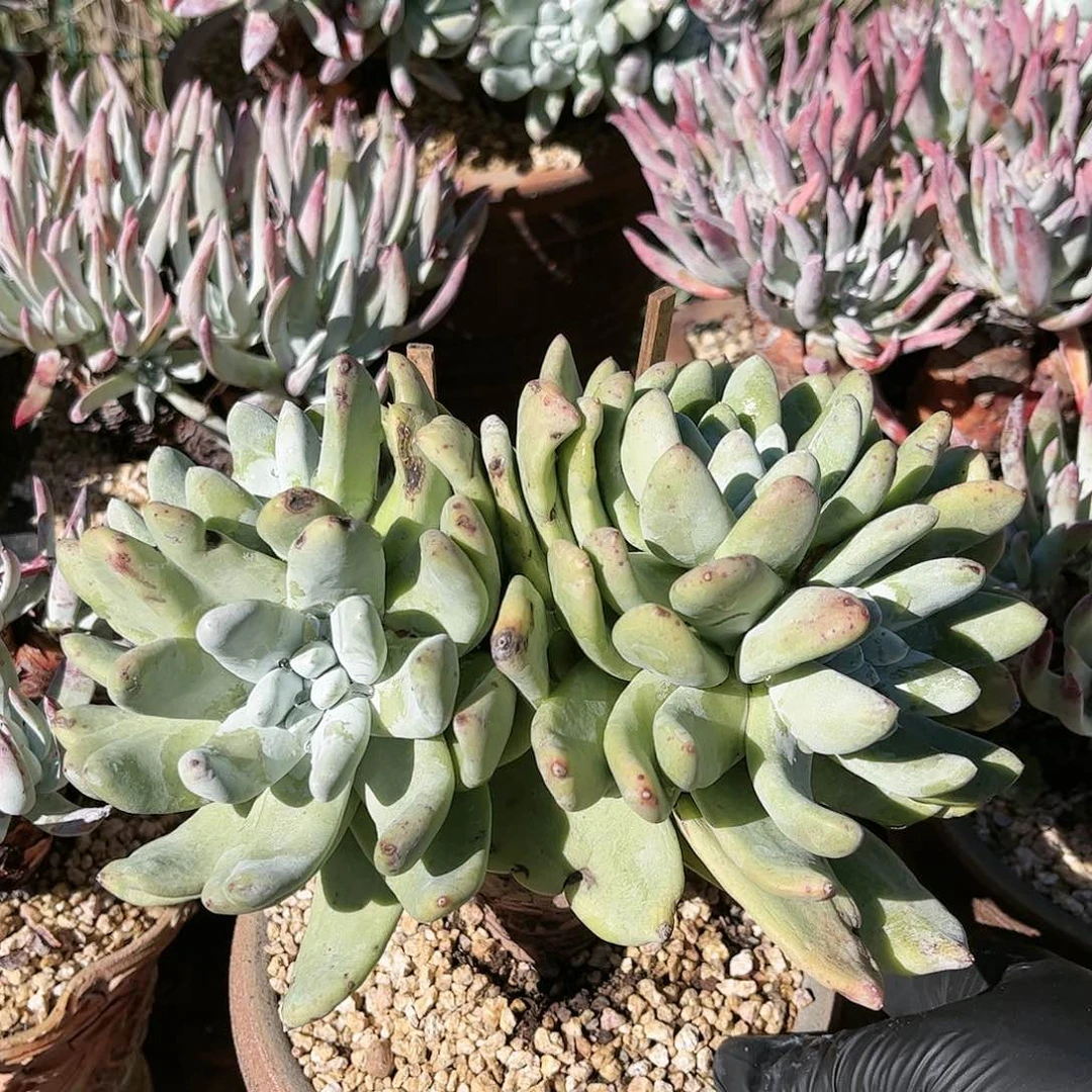 8765拇指仙女杯多肉