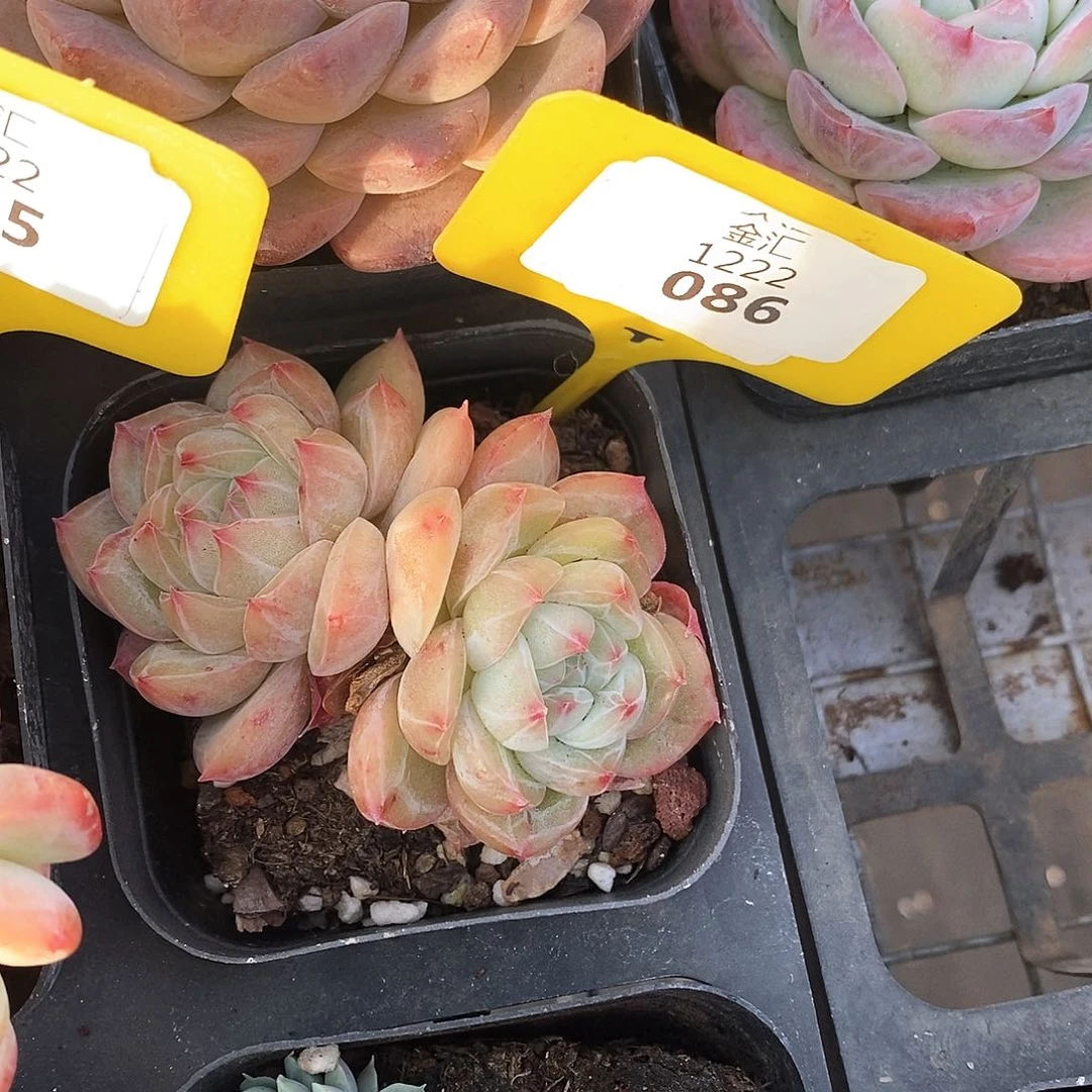 福利多多。1222086