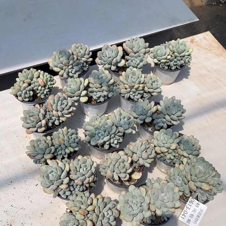 夏雪多肉0613-41香水