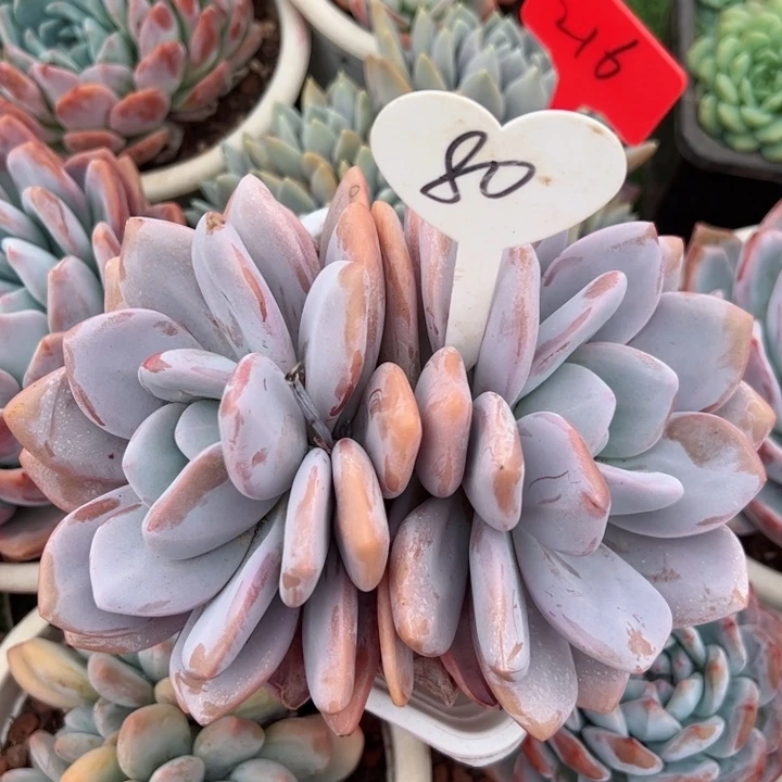 80粉兔平平安安健健康康