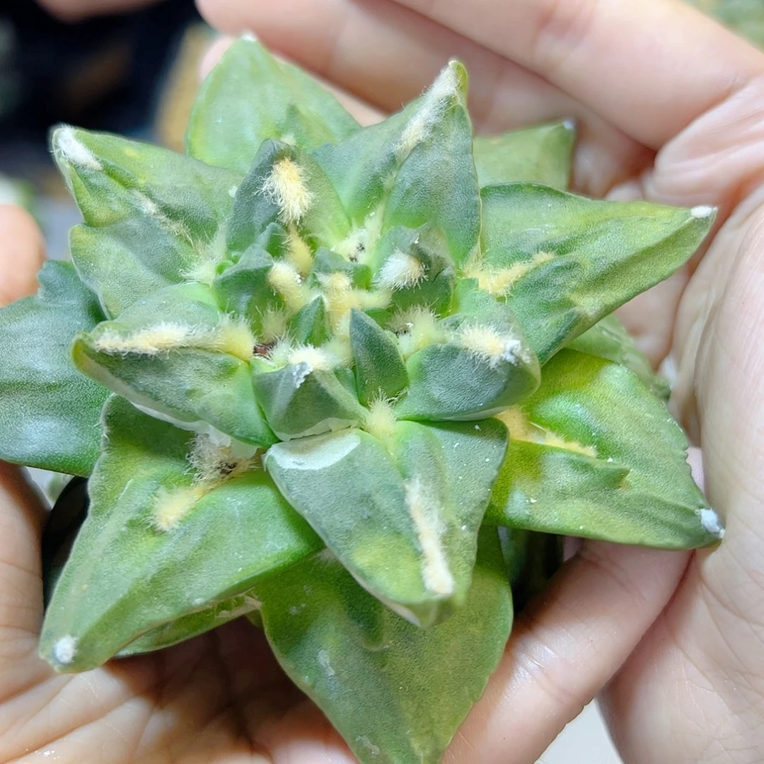 晚10号苗接勾尤中筋龙牙带锦10.4公分