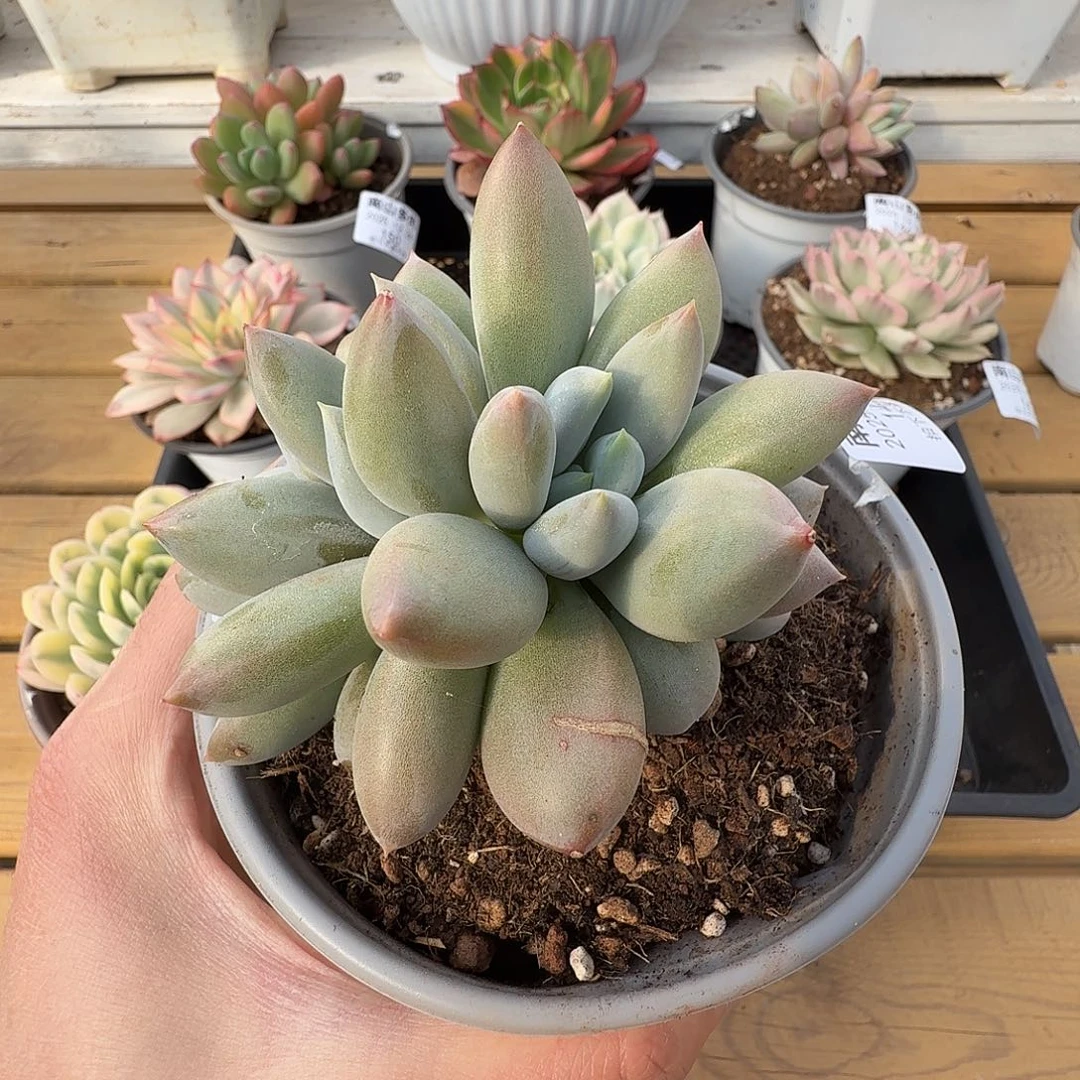 胖体哥特111226-142