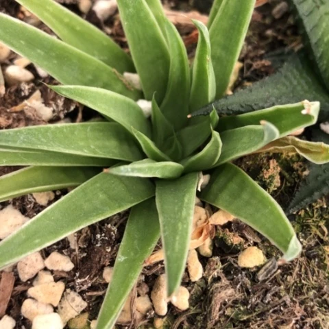 用***月原始草瑞鹤多肉植物