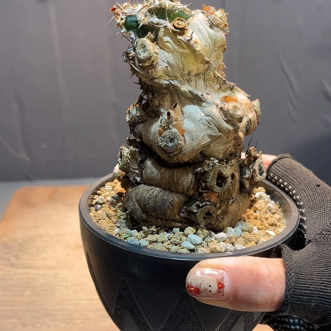 火山Zzzzzzzzzzzzzzzzz