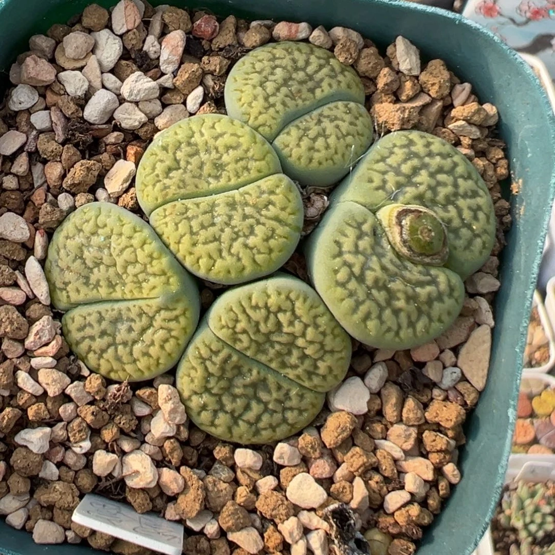 恶***使36多肉植物百科植物