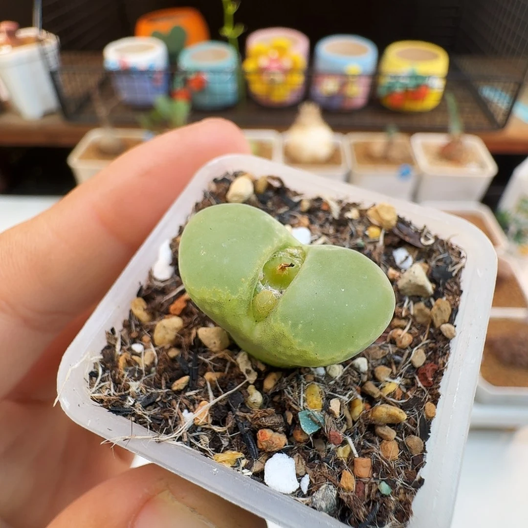 多肉植物福利肉锥紫罗兰风铃488