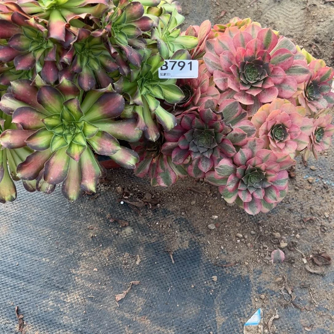 791两颗组合多肉植物法师