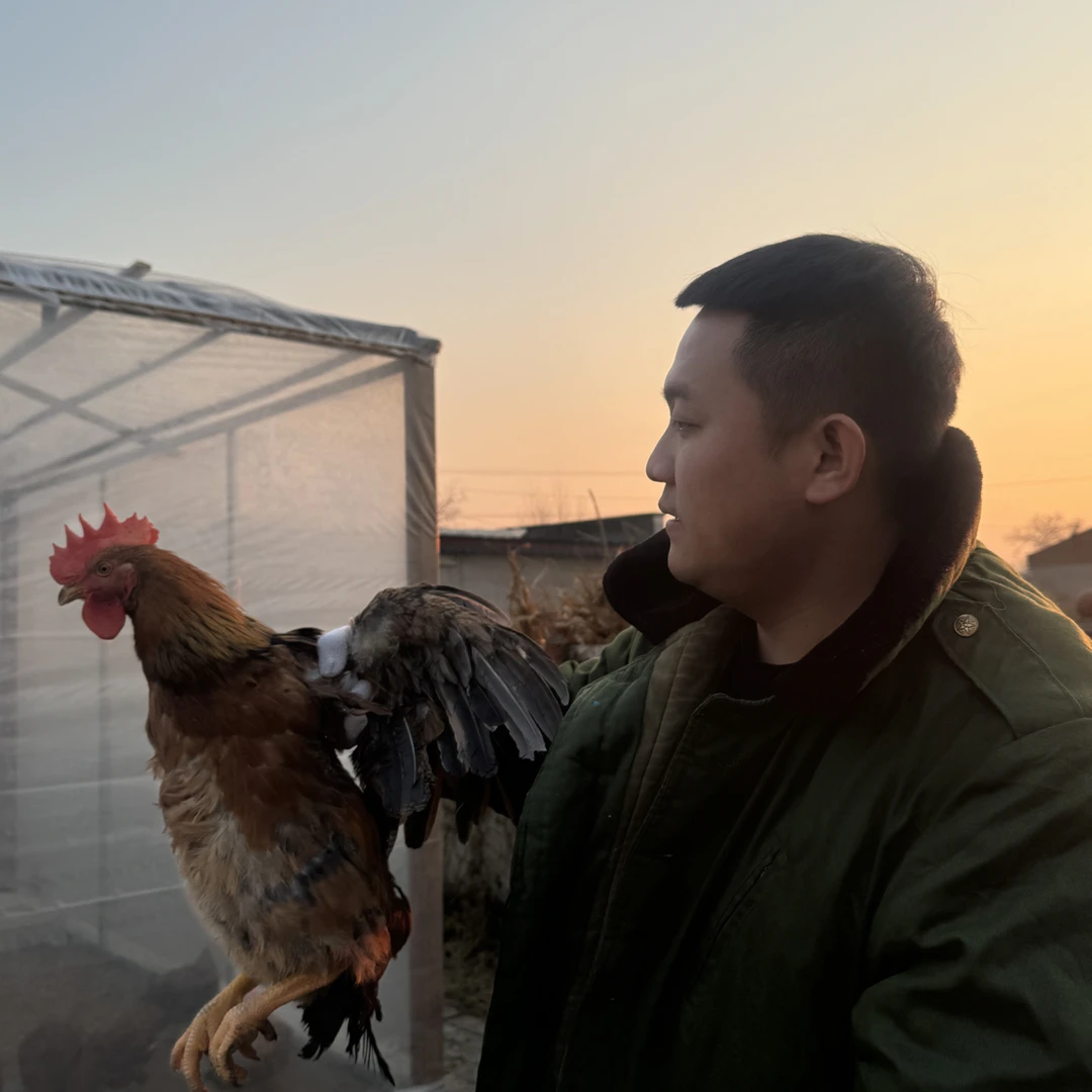 草甸子大公鸡黑龙江东北（顺丰包邮）送货上门