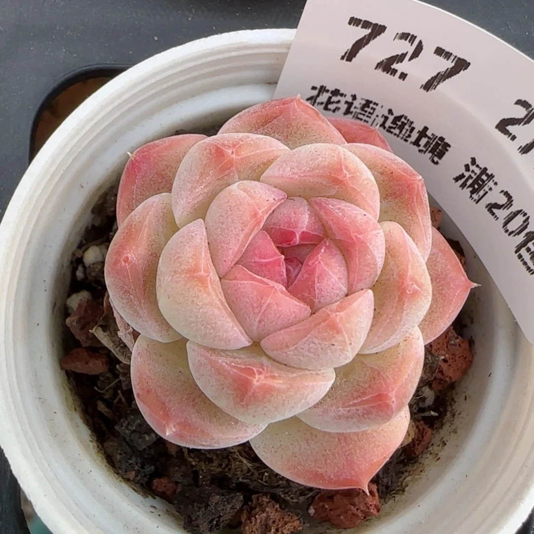 花语逸镜0213-727