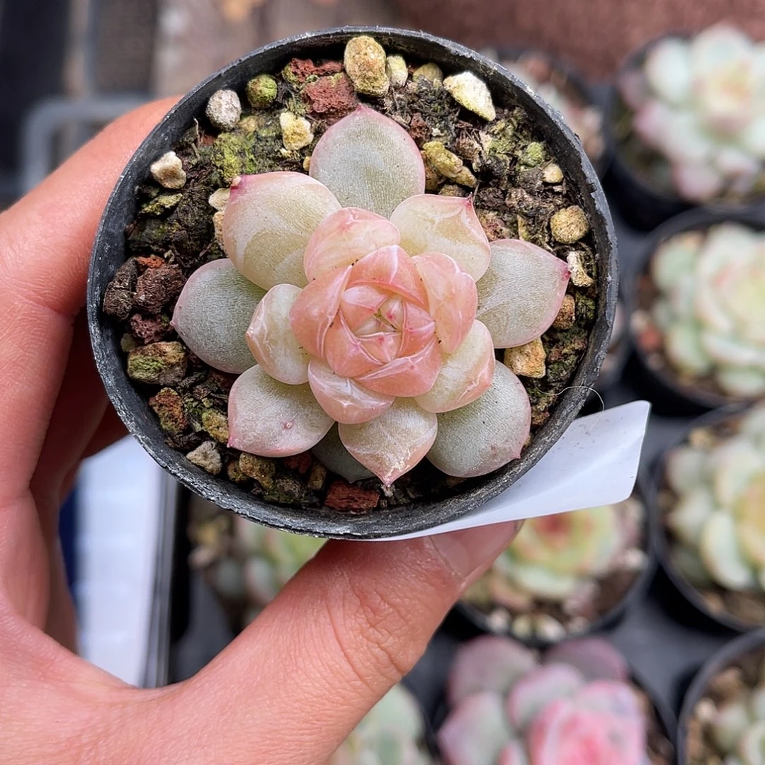 ୧****多肉一物一拍30-227