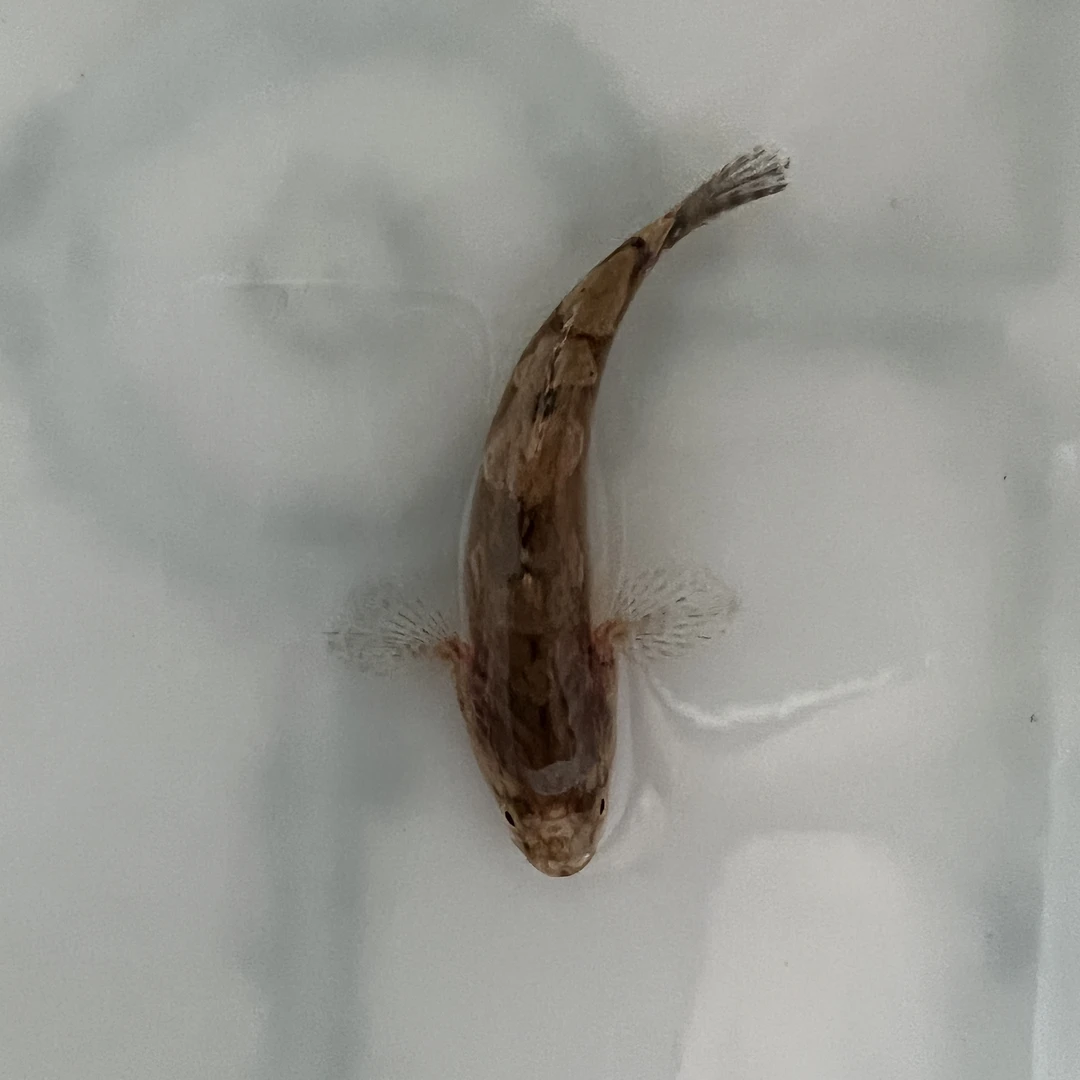 优质淡水云斑尖塘鳢笋壳鱼水花水族宠物观赏鱼