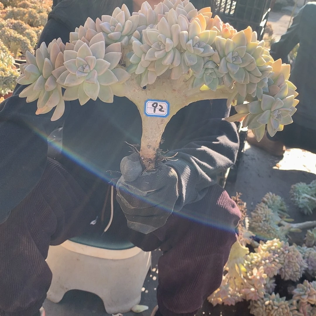92 淡雪缀 一物一拍