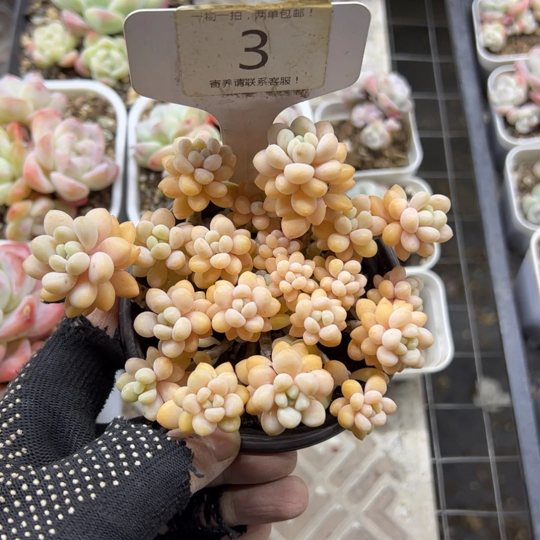 红陶雾*3号多肉植物