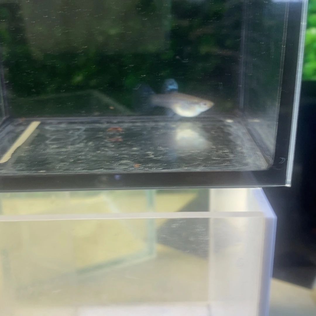 孔雀鱼搭背蛇王一对