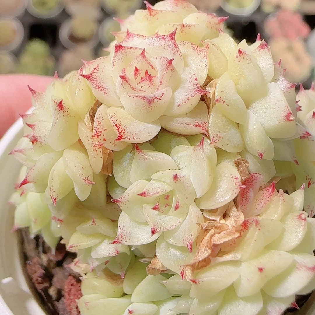 花语逸镜1127-329散