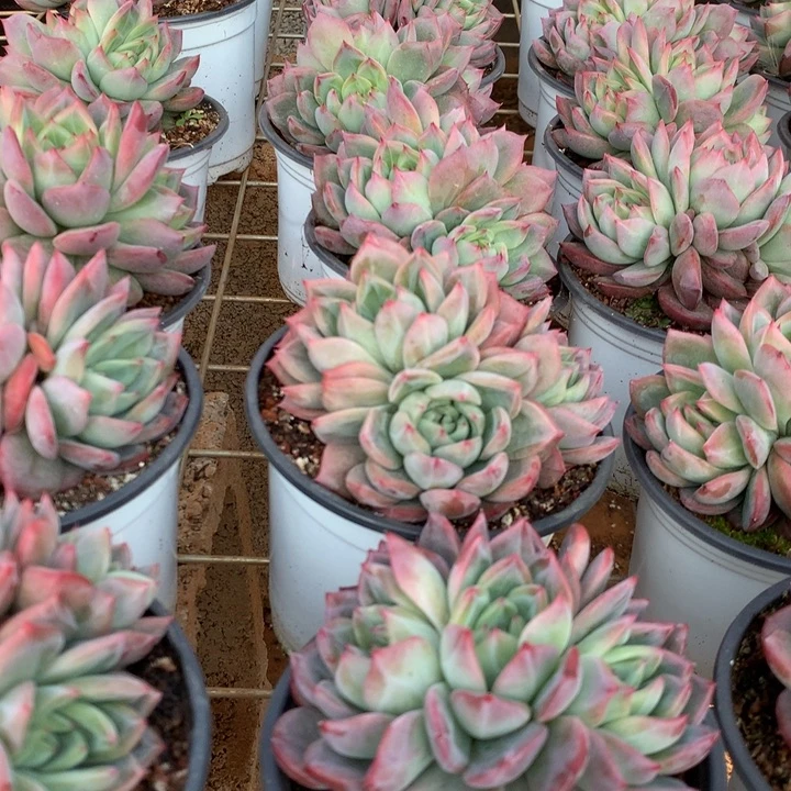 群生红鸾多肉植物两单包邮