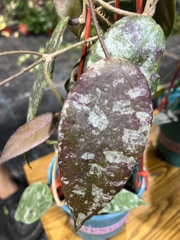【尾状青铜器】球兰盆栽 不包叶损 吊兰植物