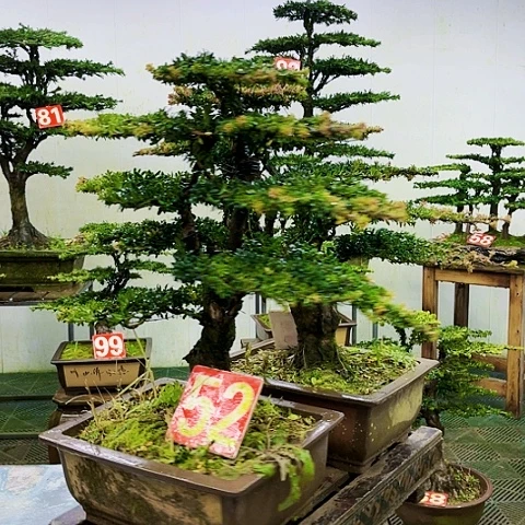 当前无花朵，栽培后可花朵