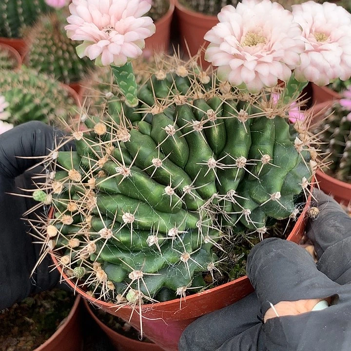 完全开放唯*仙人球实生翠皇冠