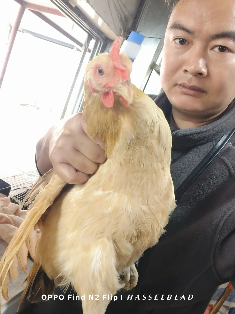 一年多下蛋老母鸡，场地拆迁，两只老母鸡活鸡