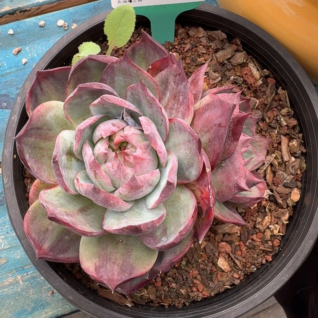 从前慢多肉精选编号0916.20