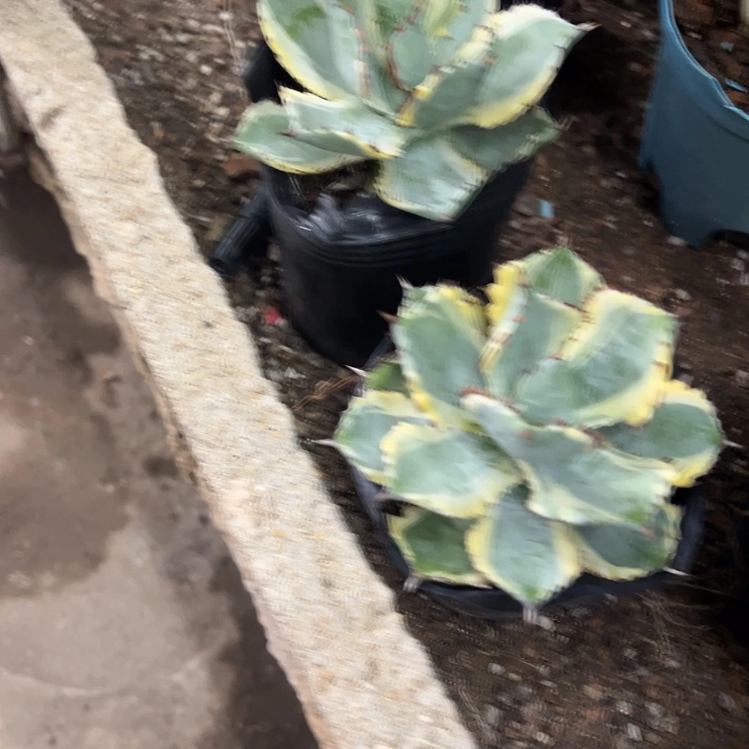 3***2连刺甲蟹锦龙舌兰植物