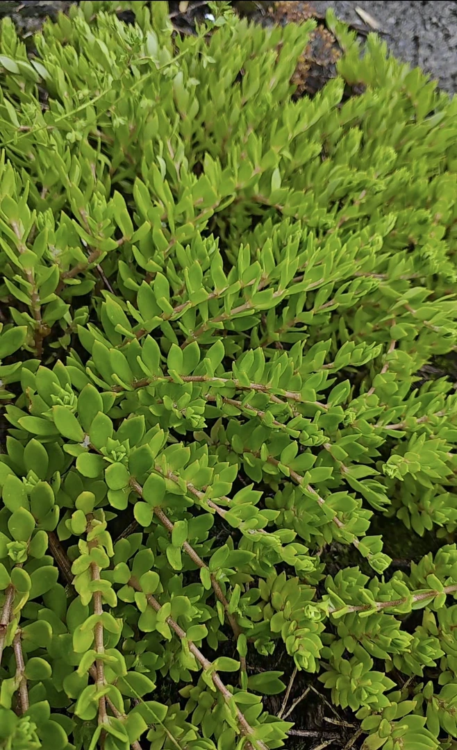 垂盆草，狗牙棒（可食用，可盆栽）护肝草