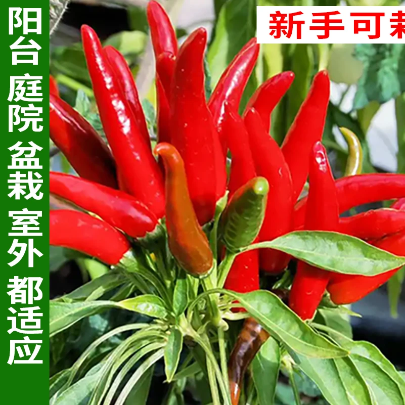 贵农巅峰     辣椒