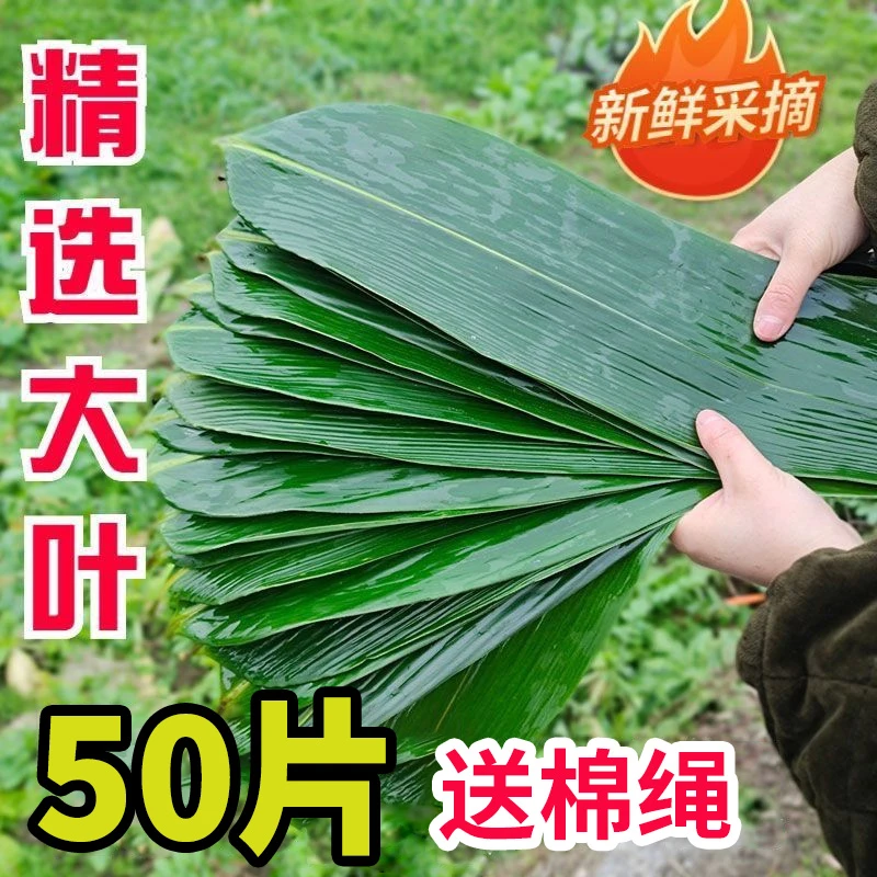 精选粽叶粽子叶特大新鲜大号箬叶干粽叶家用竹叶包粽子批发专用