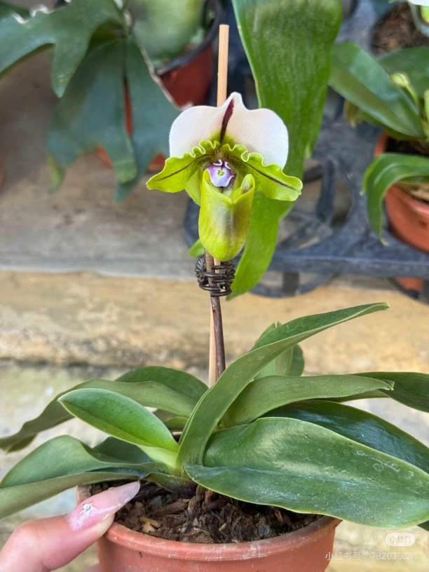 小青蛙兜兰白旗兜兜兰花苗室内盆栽花期长易养易活绿色植物