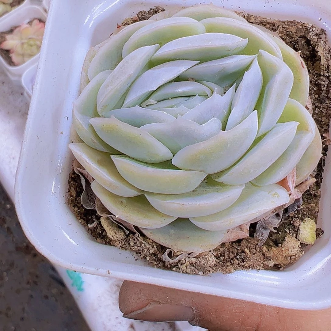 贝壳西娜19包邮植物