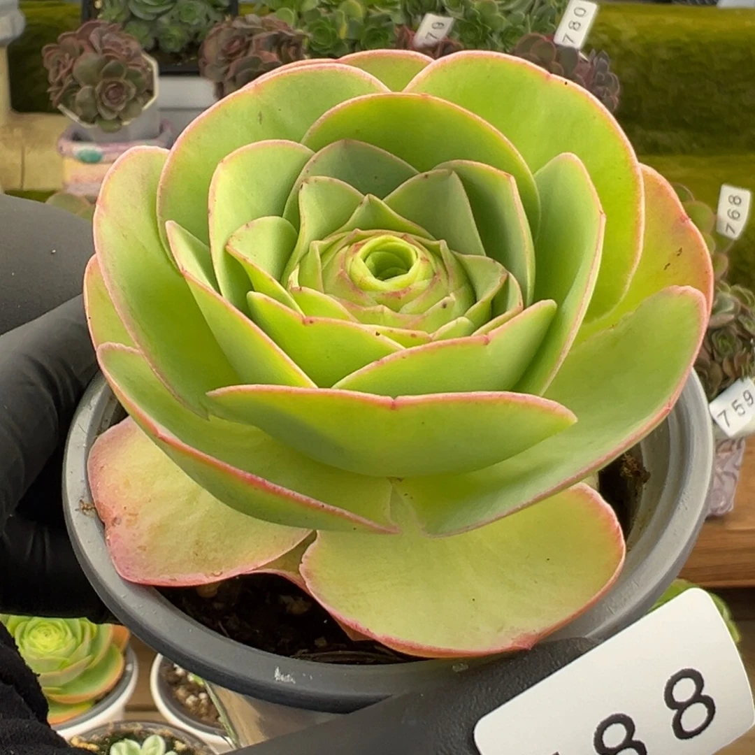 788酒杯优选果冻色7厘米