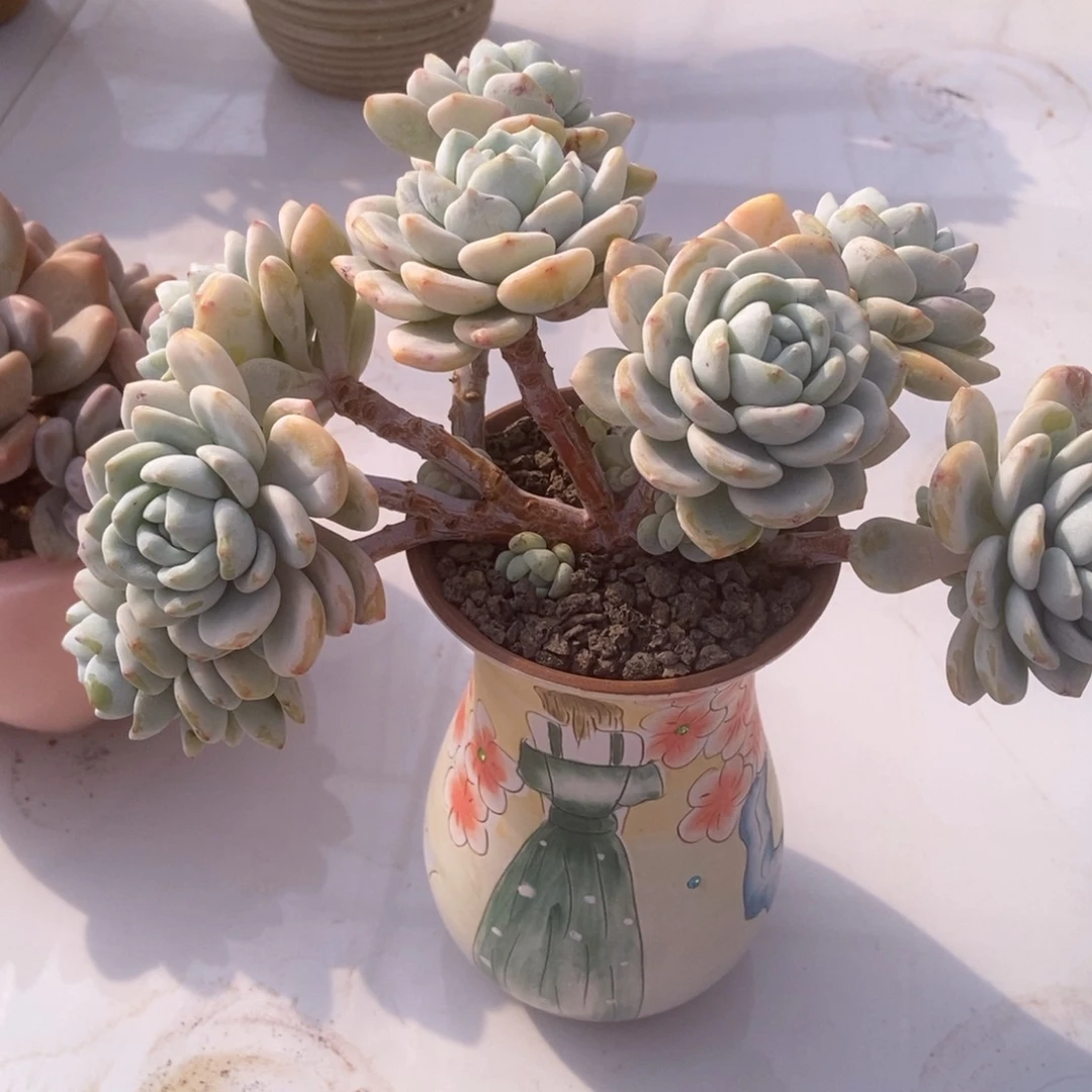 冷香朵朵多肉多肉多肉多肉