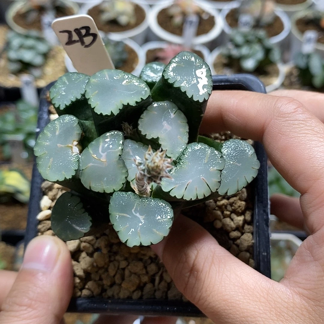 M**唯213天照十二多肉